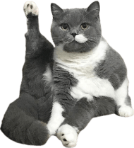 кот