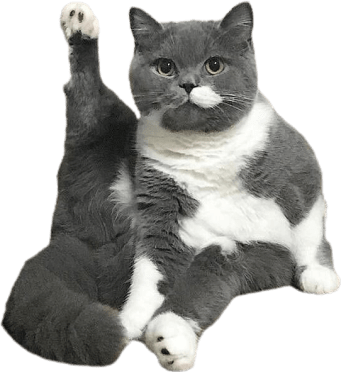 кот